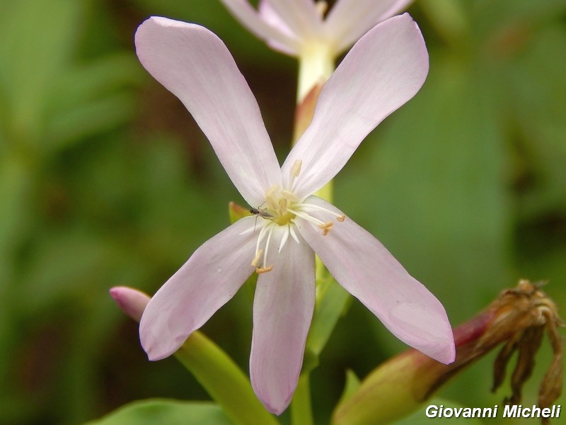 Saponaria officinalis